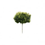 Dąb błotny 'Green Dwarf' DUŻE SADZONKI 250-300 cm, obwód 10-12 cm (Quercus palustris)